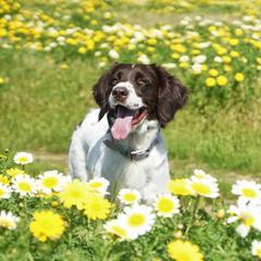 Drentsche Patrijshond All Grown Up from Meliora Drentsche Patrijshonden