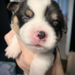Boy 3 - Black and tan Pembroke Welsh Corgi puppy in Cumming, Georgia from Carter’s Corgis LLC