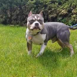 Harley - American Bully