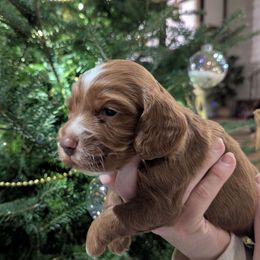 Jack - Red and white male Cockapoo puppy in Strasburg, Pennsylvania from Dana's Domain Cockapoos