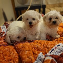 Bichon Frise Puppies from Charmed Bichons