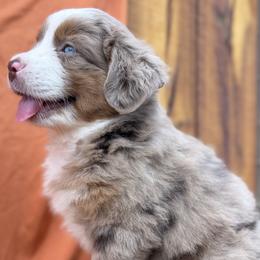 Ember - female Miniature Australian Shepherd puppy in Granbury, Texas from Jubilee Acres