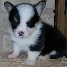 Jack - Black and tan male Pembroke Welsh Corgi puppy in New Hampshire from Muddy Paws Corgis