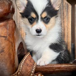 Laney - female Pembroke Welsh Corgi puppy in Los Lunas, New Mexico from Blue Diamond Welsh corgis