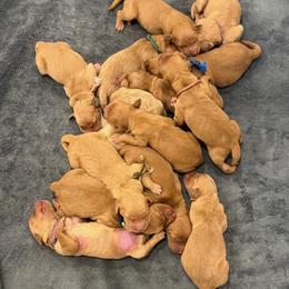 Gray Collar - Dark golden female Golden Retriever puppy in Turtlepoint, Pennsylvania from Allegheny River Retrievers