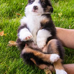 Miniature American Shepherd and Miniature Australian Shepherd Puppies from Bellewynd Acres