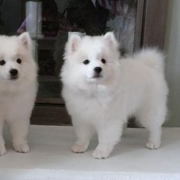 Yellow Boy - White male American Eskimo Dog puppy in Parker, Colorado from Kaydells Kennels
