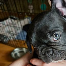French Bulldogs from Forever Scarlet frenchies