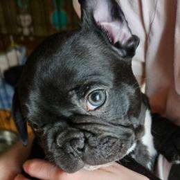 French Bulldogs from Forever Scarlet frenchies