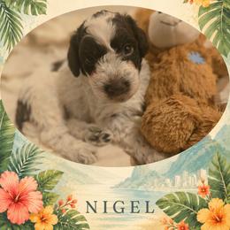 Boy 4 - Brown roan male Lagotto Romagnolo puppy in Salida, California from Harper's Lagotti