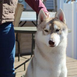 Siberian Husky puppies from Tevana Siberians LLC
