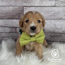 Boy 1 - male Goldendoodle puppy in Utah County, Utah from Big Hearted Breeders