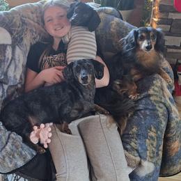 Dachshund All Grown Up from Ziva's Friends