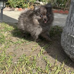Boy 1 - Blue brindle male Pomeranian puppy in Jurupa Valley, California from Furry poms