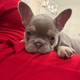 Sunny - Cream female French Bulldog puppy in Saratoga Springs, Utah from Your Utah Frenchie