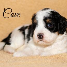 Cove - Tri-color male Bernedoodle puppy in Gilbert, Arizona from Safe Havynn Doodles