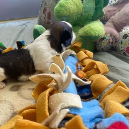 Shorty - Black gold and white male Shih Tzu puppy in Wyoming, Michigan from Shih Tzu Shenanigans
