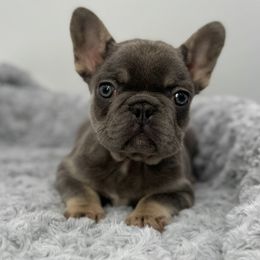 Lilac girl - Liver female French Bulldog puppy in Alexandria, Virginia from Boss Lady Kennel