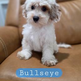 Bullseye - male Cavapoochon puppy in Bullard, Texas from Cavapoochon Central LLC