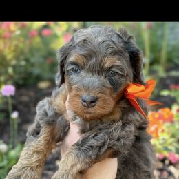 Bernedoodle, Cavapoo, Goldendoodle, and Poodle Puppies from Gypsi Doodles & Poodles