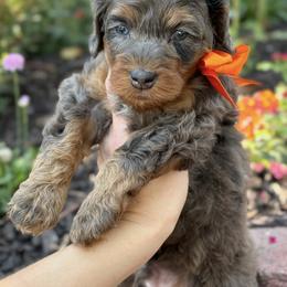 Bernedoodle, Cavapoo, Goldendoodle, and Poodle Puppies from Gypsi Doodles & Poodles