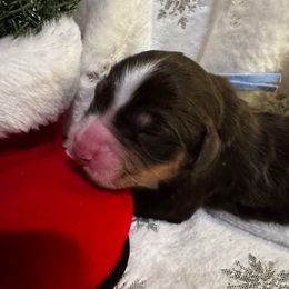 Sia - Tri-color female Bernedoodle puppy in Gilbert, Arizona from The Berne Barn... it’s a Doodle thing!