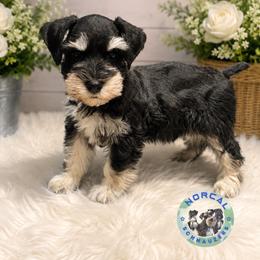 Tucker - Black and silver male Miniature Schnauzer puppy in Magalia, California from NorCal Schnauzers