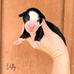 Valley - Tri-color female Bernedoodle puppy in Wamego, Kansas from Doodles of Oz