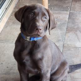 Labrador Retriever Puppies from Wizedogs Labradors