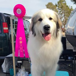 Great Pyrenees from Painted Sky