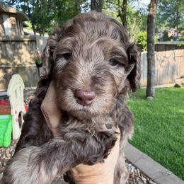 Buzz - Merle male Goldendoodle puppy in Montgomery, Texas from Texas Bello Doodles