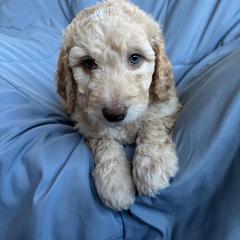 Pookie - Gold female Bordoodle puppy in Indianapolis, Indiana from Indiana Bordoodles