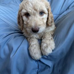 Pookie - Gold female Bordoodle puppy in Indianapolis, Indiana from Indiana Bordoodles