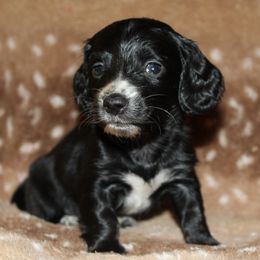 Muffin - Black female Dachshund puppy in Roanoke, Alabama from 3B Doxies
