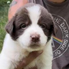 Karakachans from Victorian Acres