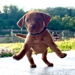 Vizslas from Waymaker Vizslas