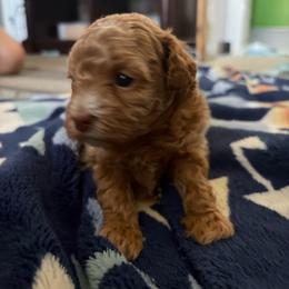 Dolly - Apricot female Maltipoo puppy in Lochbuie, Colorado from ABLE