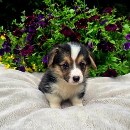 Brown Collar Female - Black and tan female Pembroke Welsh Corgi puppy in Tenino, Washington from LoneStar Corgis NW