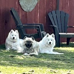 Lyka - Samoyed