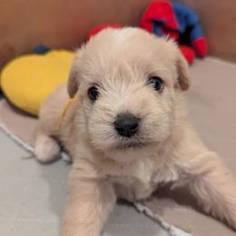 Baby boy 6 - yellow collar - Wheaten male Miniature Schnauzer puppy in Eupora, Mississippi from Mississippi Mini Schnauzers