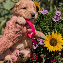 Miss Jersey - Golden female Golden Retriever puppy in Cody, Wyoming from Bliss Creek Goldens