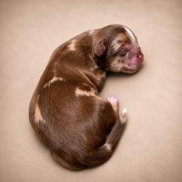 Dior - Merle male Shihpoo puppy in Delphos, Ohio from Route 66 Poodles & Doodles, Sapphire Shih-tzu's of Ohio