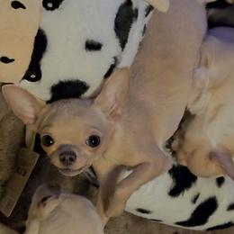 Coconut - Chihuahua