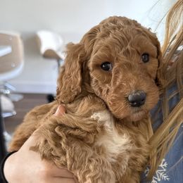 White - Poodle puppy from Plateau Family Poodles