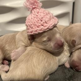 Maltipoo puppies from PrissyPawz