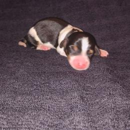 Spotty - Piebald male Dachshund puppy in Opelika, Alabama from Dachshund Darlins
