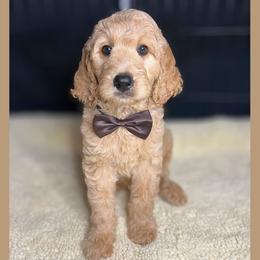 Latte - Apricot male Goldendoodle puppy in Summerville, South Carolina from Pawmazing Doodles