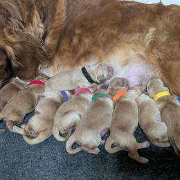 Boy 1 - Golden male Golden Retriever puppy in Buckley, Washington from Chrysus Spirit Goldens
