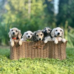 Dachshund puppies from Northwest Dachshunds