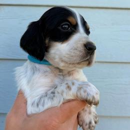 4th Pick Male - Blue belton and tan (tri-color) male Llewellin Setter puppy in Blackfoot, Idaho from Sand Hill Shepherds & Setters